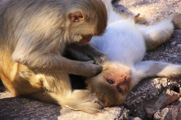 Makaků rhesus čeledín jeden druhého, taragarh fort, bundi, Indie — Stock fotografie