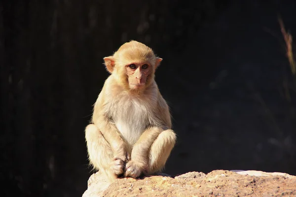 Rhesus macaque sentado em Taragarh Fort, Bundi, Índia — Fotografia de Stock