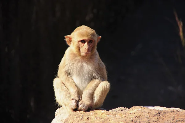 Resusaap achter taragarh fort, bundi, india — Stockfoto