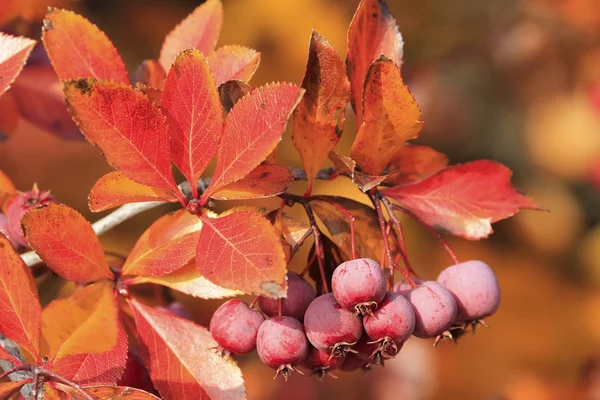 Árbol del cangrejo del Pacífico (Malus Fusca ) —  Fotos de Stock