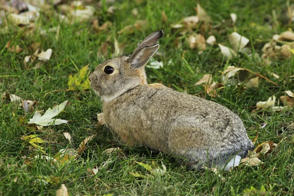 Conejo de cola de algodón oriental — Foto de Stock