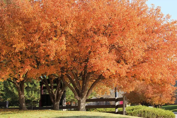 Flowering pear tree — Stock Photo, Image