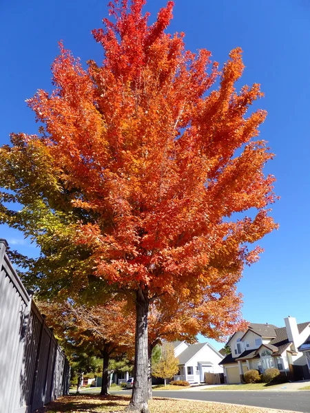 Javor s podzimní barevné listí — Stock fotografie