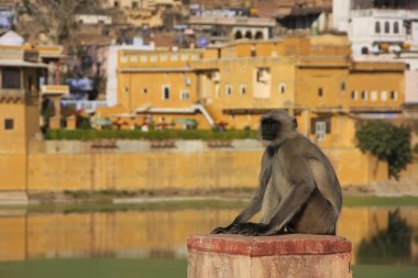 bundi eski şehir, Hindistan oturan gri langur