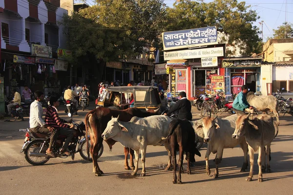 Vacas silvestres en la calle de Bundi, India — Foto de Stock