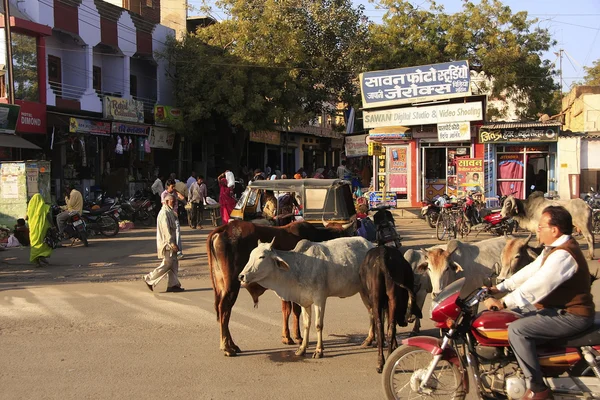 Vacas silvestres en la calle de Bundi, India — Foto de Stock