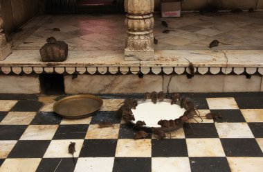 Kutsal Kase, karni mata Tapınağı, deshnok süt içerken fareler,