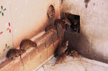 Holy rats running around Karni Mata Temple, Deshnok, India clipart