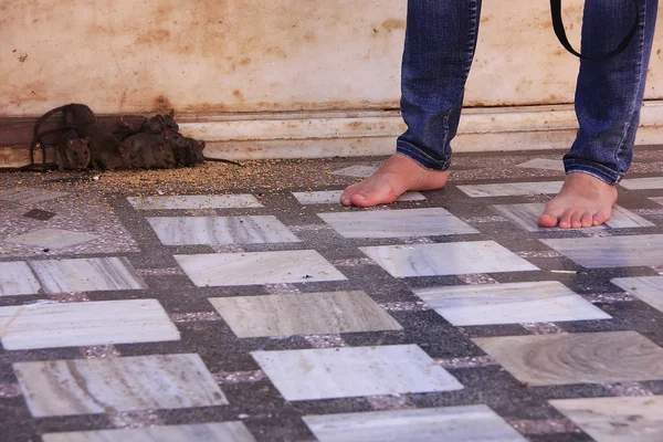 Rats running around Karni Mata Temple, Deshnok, India — Stock Photo, Image