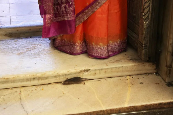 Close up of woman's sari at Karni Mata Temple, Deshnok, India — Stock Photo, Image
