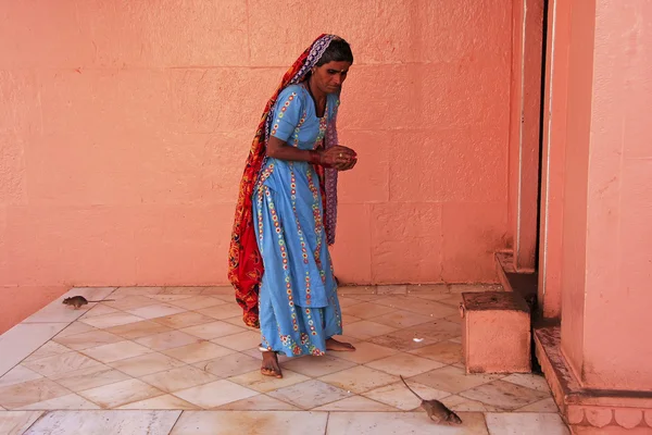 Индийская женщина предлагает еду для крыс, храм Карни Мата, Дешнок , — стоковое фото