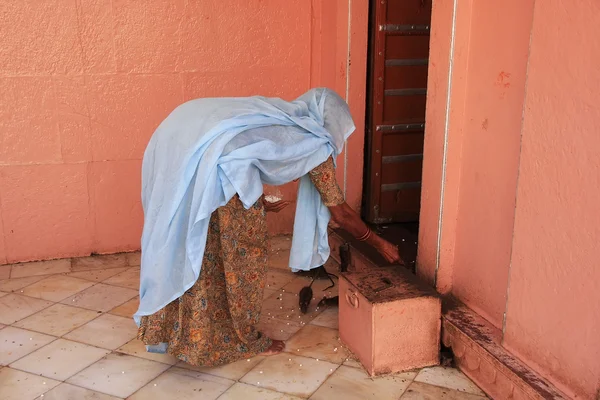 Wanita India menawarkan makanan untuk tikus, Kuil Karni Mata, Deshnok , — Stok Foto