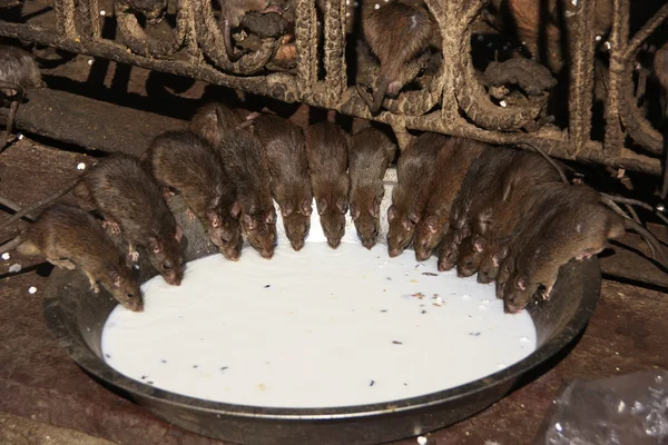 Heilige Ratten, die Milch aus einer Schüssel trinken, karni mata Tempel, deshnok, — Stockfoto