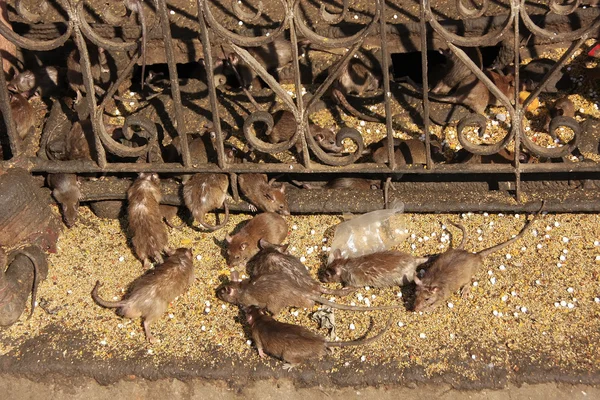 Ratas sagradas corriendo alrededor del Templo Karni Mata, Deshnok, India —  Fotos de Stock