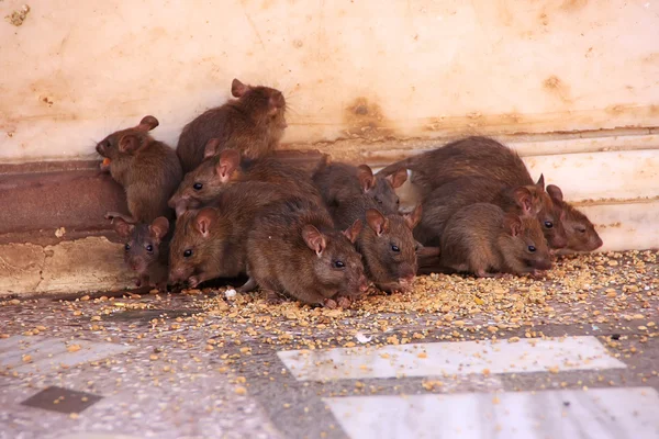 Svatý krysy pobíhají karni mata chrám, deshnok, Indie Royalty Free Stock Fotografie