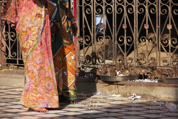 Women in colorful sari walking at Karni Mata Temple, Deshnok, In — Stock Photo, Image