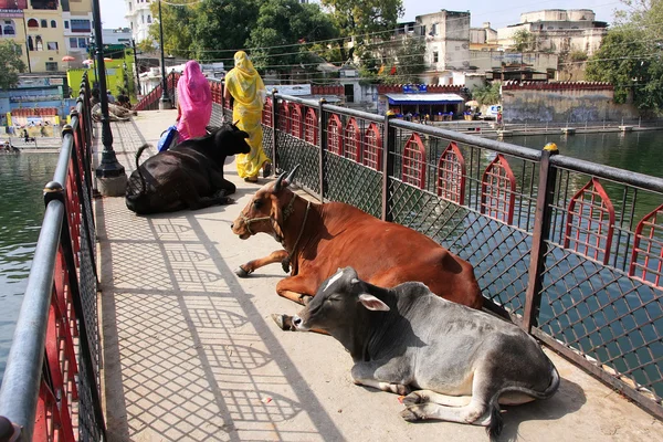 Cows laying on a bridge, Udaipur, India — Stock Photo, Image