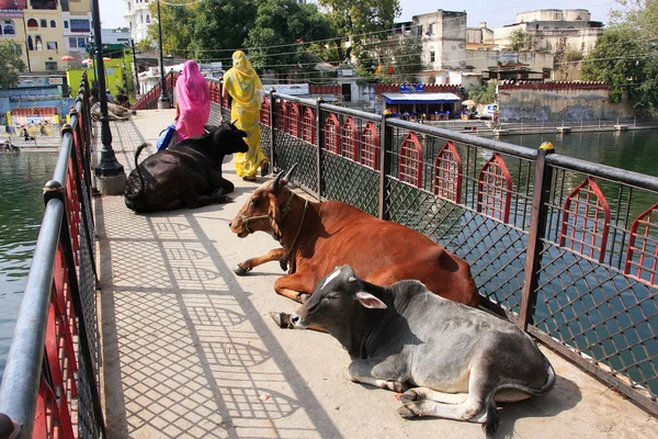 Sapi berbaring di jembatan, Udaipur, India. — Stok Foto