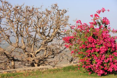 Monsoon Sarayı Bahçe, udaipur, Hindistan