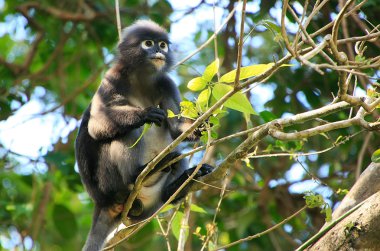 Bozkır langur ang thong ulusal deniz p bir ağaçta oturuyor