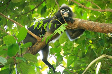 Bozkır langur ang thong ulusal deniz p bir ağaçta oturuyor