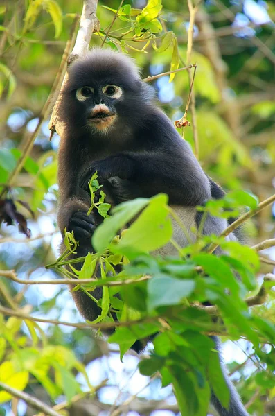 Langur okularowy siedzi na drzewie, ang thong krajowych morskich p — Zdjęcie stockowe