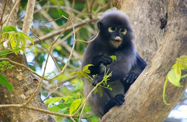 Spectaculos langur stând într-un copac, Ang Thong National Marine P — Fotografie, imagine de stoc