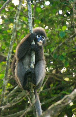 Bozkır langur ang thong ulusal deniz p bir ağaçta oturuyor
