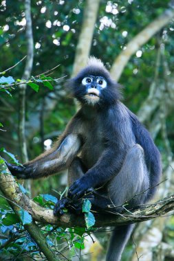 Bozkır langur ang thong ulusal deniz p bir ağaçta oturuyor
