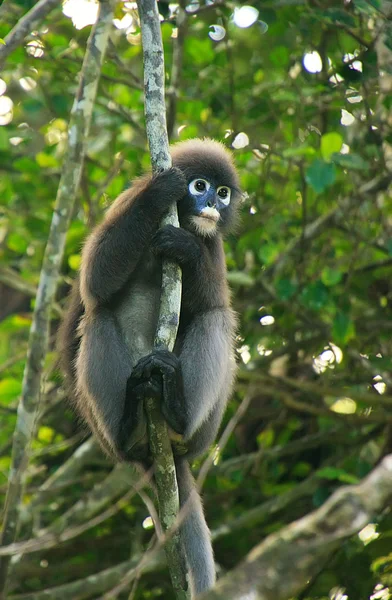 Langur spettacolare seduto su un albero, Ang Thong National Marine P — Foto Stock