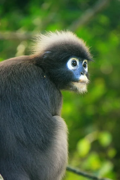 Langur okularowy siedzi na drzewie, ang thong krajowych morskich p — Zdjęcie stockowe