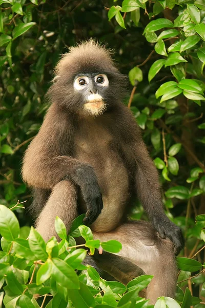 Brillenlangur sitzt in einem Baum, ang thong National Marine p — Stockfoto