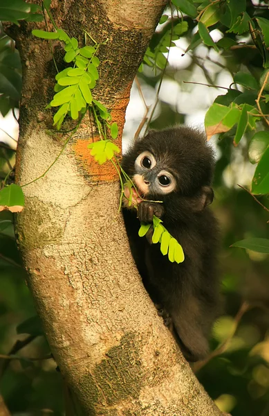 Junge Brillenlangur sitzt in einem Baum, ang thong national ma — Stockfoto