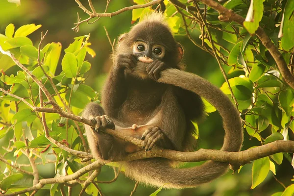 Young Spectacled langur sitting in a tree, Ang Thong National Ma — Stock Photo, Image