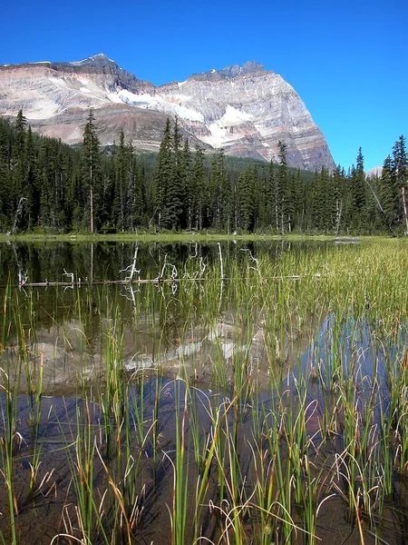 Lake O'Hara, Yoho National Park, British Columbia, Canada — Stock Photo, Image