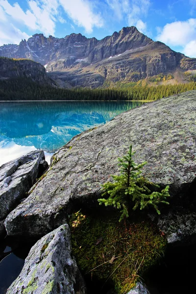 Pinheiro pequeno crescendo em rochas, Lago O 'Hara, Yoho National Par — Fotografia de Stock