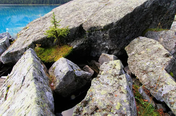 小松树生长在岩石，奥哈拉湖，yoho 国家看齐 — 图库照片