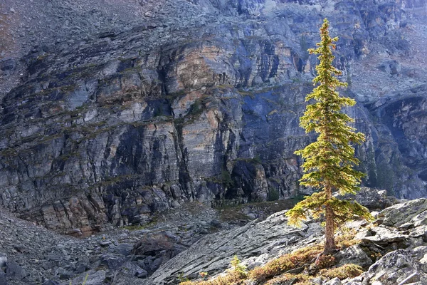 Beleuchteter Kiefernbaum, Opabin-Hochebene, Yoho-Nationalpark, Kanada — Stockfoto