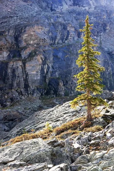 Pino retroilluminato, altopiano di Opabin, Yoho National Park, Canada — Foto Stock