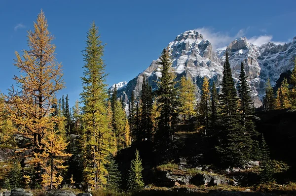 Montera huber och opabin platå, yoho nationalpark, Kanada — Stockfoto