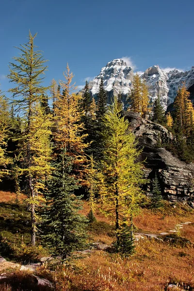 Mount huber en opabin plateau, yoho Nationaalpark, canada — Stockfoto