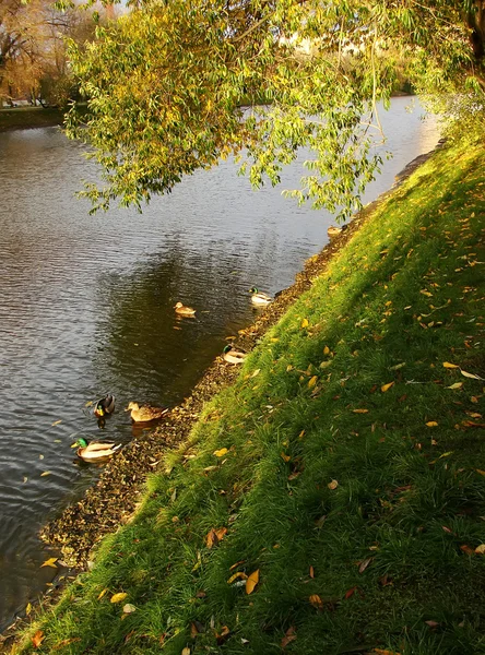 Ducks in a pond, Novodevichy Park, Moscow, Russia — Stock Photo, Image