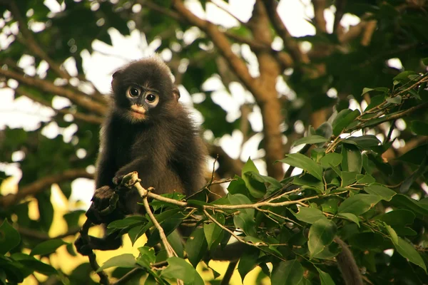 Junge Brillenlangur sitzt in einem Baum, ang thong national ma — Stockfoto