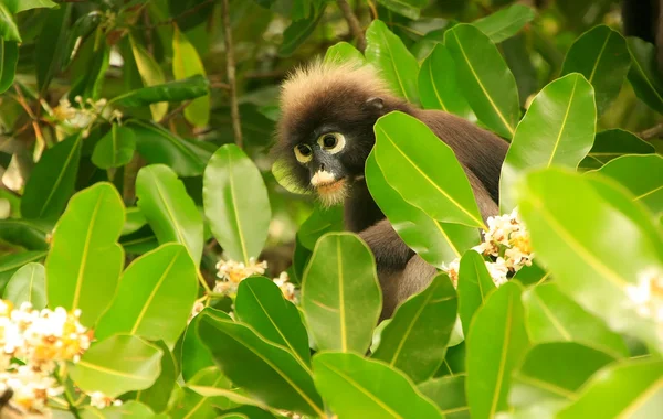 Lenguaje de anteojos sentado en un árbol, Ang Thong National Marine P — Foto de Stock