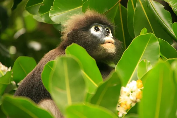 Spectacled langur sitting in a tree, Ang Thong National Marine P — Stock Photo, Image