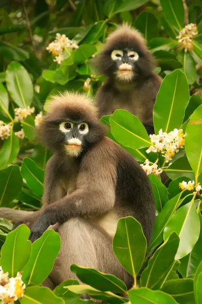 Brillenlangur sitzt in einem Baum, ang thong National Marine p — Stockfoto