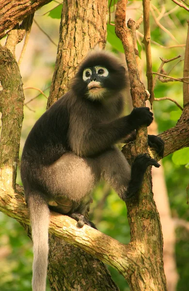 Spectacled langur sitting in a tree, Ang Thong National Marine P — Stock Photo, Image