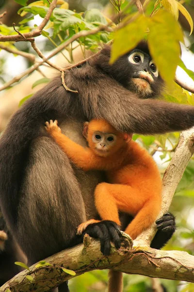 Brýlatý langur sedí na stromě s dítětem, ang thong natio — Stock fotografie