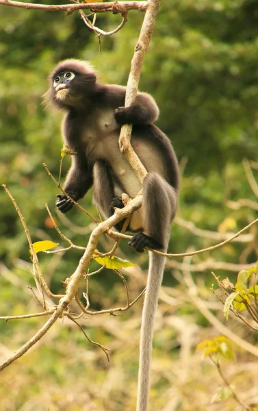 Hittade langur sitter i ett träd, ang thong national marine p — Stockfoto