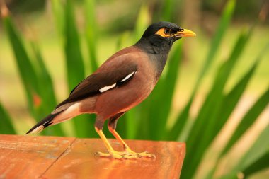 Myna sitting on a table, Ang Thong National Marine Park, Thailan clipart